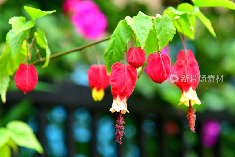 蒂罗尔灯/abutilon megapotamicum